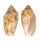 VOLUTIDAE CYMBIOLA VESPERTILIO shell