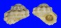 LIOTIIDAE LIOTINARIA PERONII shell