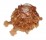 SPONDYLIDAE SPONDYLUS NUX shell