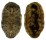 CHITONIDAE CHITON OLIVACEUS shell