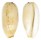 CYPRAEIDAE LURIA ISABELLA CONTROVERSA shell