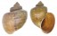FRESHWATER POMACEA DIFFUSA shell