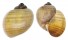 FRESHWATER POMACEA LINEATA shell