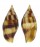 MITRIDAE NEBULARIA CHRYSOSTOMA shell