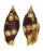 MITRIDAE NEBULARIA CHRYSOSTOMA shell
