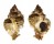 MURICIDAE PHYLLONOTUS POMUM shell
