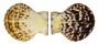 PECTINIDAE COMPTOPALLIUM RADULA shell
