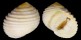 NERITIDAE NERITA PLICATA shell