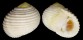 NERITIDAE NERITA PLICATA shell