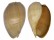 VOLUTIDAE MELO BRODERIPII shell