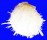 SPONDYLIDAE SPONDYLUS AMERICANUS shell
