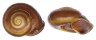 LANDSNAIL AMPELITA ATROPOS shell