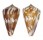 CONIDAE CONUS CAPITANELLUS shell