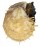 SPONDYLIDAE SPONDYLUS SETIGER shell