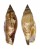 STROMBIDAE STROMBUS TEREBELLATUS shell