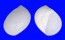 NATICIDAE POLINICES MAMMILLA shell
