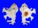MURICIDAE HOMALOCANTHA ANATOMICA PELE shell