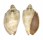 VOLUTIDAE CYMBIOLA NIVOSA OBLITA shell