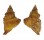 PERSONIDAE DISTORSIO KURZI shell