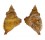 PERSONIDAE DISTORSIO KURZI shell
