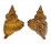 PERSONIDAE DISTORSIO KURZI shell