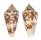 CONIDAE CONUS AMMIRALIS shell