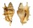 STROMBIDAE LAMBIS LAMBIS shell