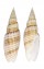MITRIDAE CANCILLA GRANATINA shell