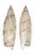 SERAPHSIDAE TEREBELLUM TEREBELLUM PUNCTULORUM shell