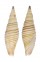 MITRIDAE SUBCANCILLA YAGURAI shell