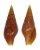 MITRIDAE MITRA SARMIENTOI shell