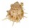 SPONDYLIDAE SPONDYLUS DEFORGESI shell
