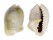 CYPRAEIDAE MONETARIA ANNULUS shell
