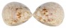 CARDIIDAE LAEVICARDIUM BIRADIATUM shell