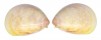 CARDIIDAE LAEVICARDIUM ATTENUATUM shell