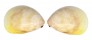 CARDIIDAE LAEVICARDIUM ATTENUATUM shell