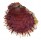 SPONDYLIDAE SPONDYLUS VARIANS shell