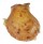 SPONDYLIDAE SPONDYLUS DEFORGESI shell