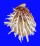 SPONDYLIDAE SPONDYLUS ALBIBARBATUS shell