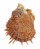 SPONDYLIDAE SPONDYLUS SWINNENI shell