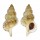 RANELLIDAE RANELLA OLEARIUM shell