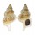 RANELLIDAE RANELLA OLEARIUM shell