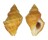 MURICIDAE NUCELLA LAMELLOSA shell