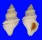 MURICIDAE NUCELLA LAMELLOSA shell