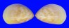 CARDIIDAE LAEVICARDIUM ATTENUATUM shell
