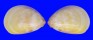 CARDIIDAE LAEVICARDIUM ATTENUATUM shell