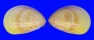 CARDIIDAE LAEVICARDIUM ATTENUATUM shell