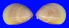 CARDIIDAE LAEVICARDIUM ATTENUATUM shell