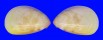 CARDIIDAE LAEVICARDIUM ATTENUATUM shell