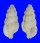 MURICIDAE ASPELLA PLATYLAEVIS shell